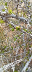 Ehretia rigida