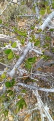 Ehretia rigida