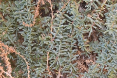 Salsola papillosa