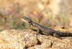 Karusasaurus polyzonus