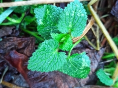 Lamium