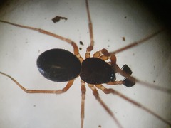 Trichoncus auritus