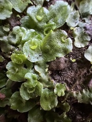 Marchantia polymorpha