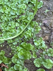 Marchantia polymorpha