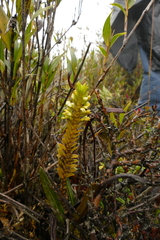 Fernandezia crystallina