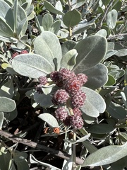 Conocarpus