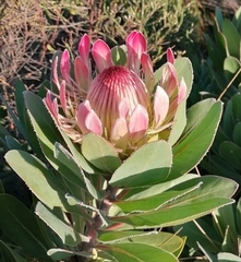 Protea × hybrida
