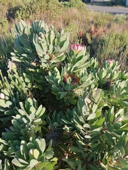 Protea × hybrida
