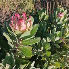 Protea × hybrida