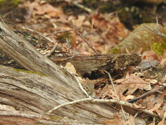 Tamias striatus