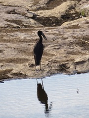 Anastomus lamelligerus