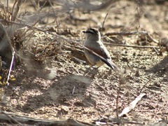 Tchagra australis