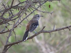 Cercotrichas leucophrys