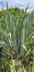 Phormium