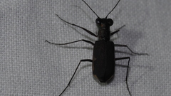 Myriochila semicincta