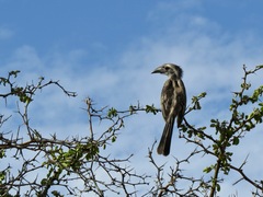 Lophoceros nasutus