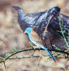 Uraeginthus cyanocephalus