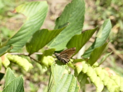 Eudaminae