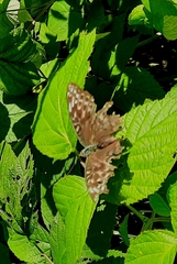 Argynnis paphia