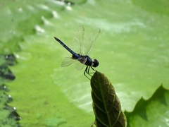 Urothemis edwardsii