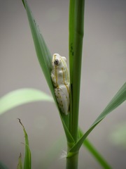 Hyperolius marmoratus taeniatus