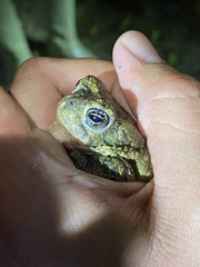Anaxyrus californicus