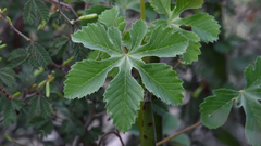 Cochlospermum wrightii
