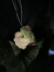 Anaxyrus californicus
