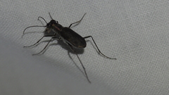 Myriochila semicincta