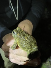 Anaxyrus californicus