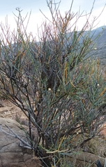 Lacomucinaea lineata