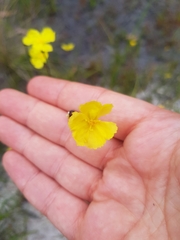 Hibbertia acicularis