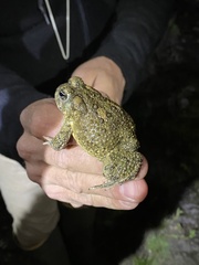 Anaxyrus californicus