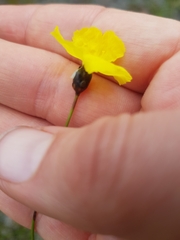 Hibbertia acicularis