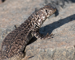 Liolaemus zapallarensis