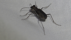 Myriochila semicincta