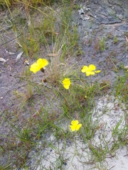 Hibbertia acicularis