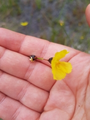 Hibbertia acicularis