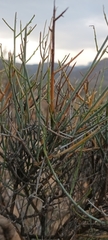 Lacomucinaea lineata