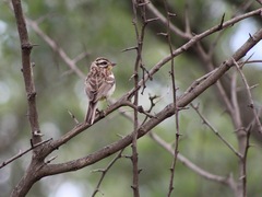 Emberiza flaviventris