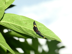 Melanis electron