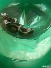 Leptodeira splendida