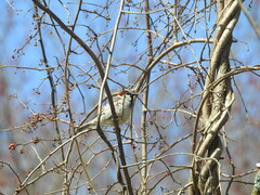 Passer domesticus