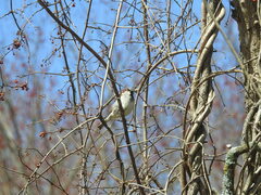 Passer domesticus