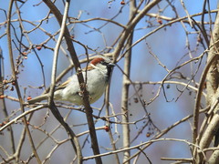 Passer domesticus