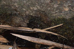 Colostethus ruthveni