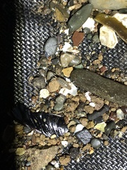 Megalorchestia corniculata