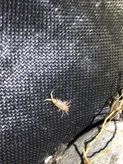 Megalorchestia corniculata