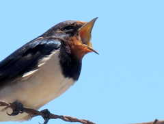 Hirundo rustica rustica