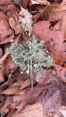Usnea strigosa
